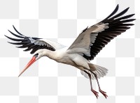 PNG White stork animal flying bird. AI generated Image by rawpixel.