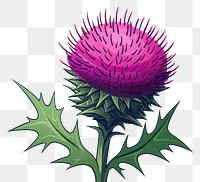 PNG Thistle flower plant  