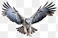 PNG Harpy eagle vulture animal flying