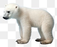 PNG Baby polar bear wildlife animal mammal. 