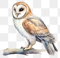 PNG Barn owl animal bird  