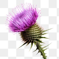 PNG Thistle flower plant white background. AI generated Image by rawpixel.