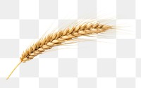 PNG Wheat ear food white background agriculture. AI generated Image by rawpixel.