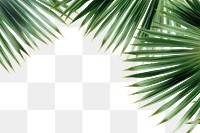 PNG Palm leaves backgrounds sunlight outdoors. 