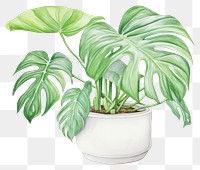 PNG Plant leaf houseplant. 