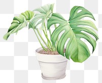 PNG Plant leaf houseplant. 