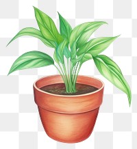 PNG Plant leaf houseplant terracotta. 