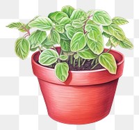 PNG Plant herbs leaf pot. AI generated Image by rawpixel.