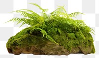 PNG Plant green leaf fern