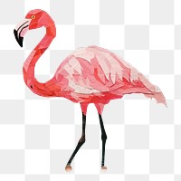 PNG Flamingo animal bird beak. 