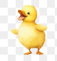 PNG Duck poultry animal yellow. 