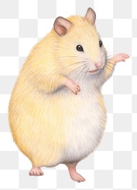 PNG Hamster dancing rat rodent animal. 