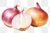 PNG Onions vegetable shallot plant. AI generated Image by rawpixel.