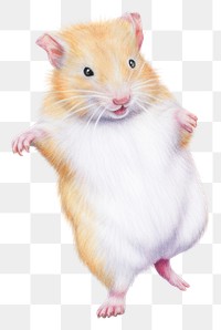 PNG Hamster dancing rat rodent animal. 