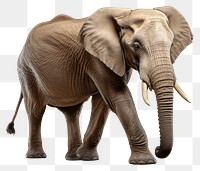 PNG Elephant elephant wildlife animal. AI generated Image by rawpixel.