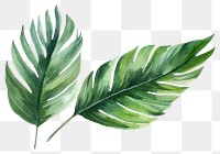 PNG Palm leaves plant leaf  