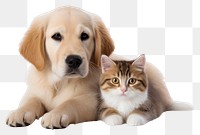 PNG Dog animal mammal kitten. AI generated Image by rawpixel.