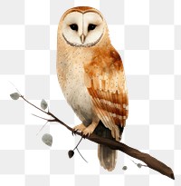 PNG Common barn owl animal bird wildlife. 