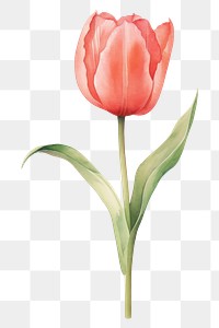 PNG Tulip flowers illustration plant red inflorescence. AI generated Image by rawpixel.