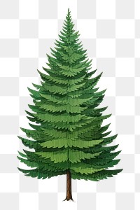 PNG  Pine tree drawing plant green. AI generated Image by rawpixel.
