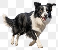 PNG Border Collie mammal animal collie. AI generated Image by rawpixel.