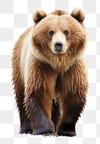 PNG Bear bear wildlife mammal. AI generated Image by rawpixel.