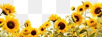 PNG Sunflower meadow border backgrounds outdoors nature. AI generated Image by rawpixel.