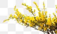 PNG Yellow wildflower bush blossom plant white background. AI generated Image by rawpixel.