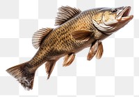 PNG Fish animal white background freshness. AI generated Image by rawpixel.