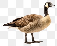 PNG Goose animal bird waterfowl. AI generated Image by rawpixel.