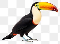 PNG Toucan toucan animal bird. AI generated Image by rawpixel.