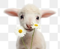 PNG Livestock animal mammal flower. AI generated Image by rawpixel.
