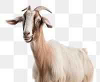 PNG Goat livestock wildlife animal. AI generated Image by rawpixel.