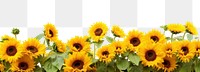 PNG Daytime sunflower hills border plant white background inflorescence
