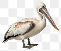 PNG Pelican animal bird beak. AI generated Image by rawpixel.