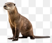 PNG Giant river otter wildlife | Premium PNG - rawpixel
