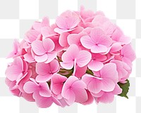 PNG Hydrangea flower petal plant. AI generated Image by rawpixel.