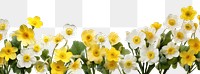 PNG Spring primrose flowers border daffodil outdoors blossom. AI generated Image by rawpixel.