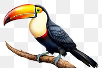 PNG Toucan toco bird toucan beak animal. AI generated Image by rawpixel.