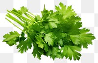 PNG Coriander leaves isolated coriander parsley plant. 