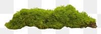 PNG Green moss vegetation plant green