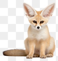 PNG Fennec Fox fox wildlife animal. 