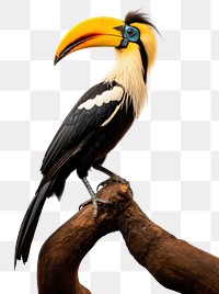 PNG A Great Hornbill animal toucan bird. AI generated Image by rawpixel.