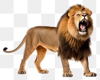 PNG Lion roar wildlife mammal animal. AI generated Image by rawpixel.