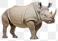 PNG Rhinoceros wildlife animal mammal. 