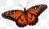 PNG Orange monarch butterfly animal insect plant. AI generated Image by rawpixel.