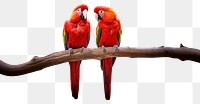 PNG Couple red parrot animal branch bird. 