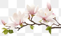 PNG  Magnolia flower blossom orchid plant. AI generated Image by rawpixel.