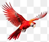 PNG Red parrot animal flying bird. AI generated Image by rawpixel.