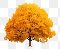 PNG Autumn tree plant maple  